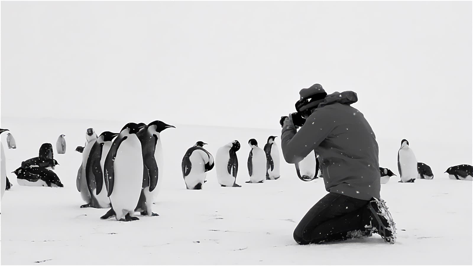 Filmfoto: „Rückkehr zum Land der Pinguine“